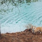Are Corgi Dogs Easy to Train? Mastering the Art Photo of a Pembroke Welsh Corgi Near a Body of Water