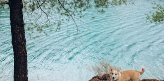 Are Corgi Dogs Easy to Train? Mastering the Art Photo of a Pembroke Welsh Corgi Near a Body of Water