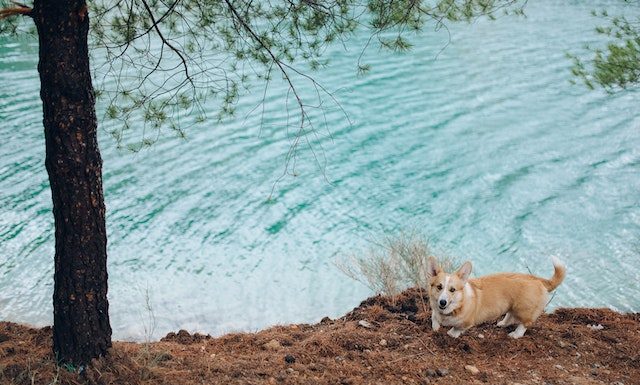 Are Corgi Dogs Easy to Train? Mastering the Art Photo of a Pembroke Welsh Corgi Near a Body of Water