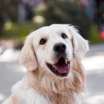 Labrador Training Made Easy: Top Techniques for Rapid Results Adult Golden Retriever Close-up Photography