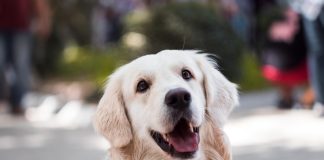 Labrador Training Made Easy: Top Techniques for Rapid Results Adult Golden Retriever Close-up Photography