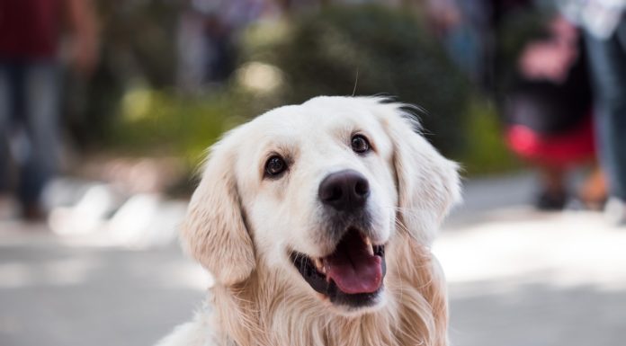 Labrador Training Made Easy: Top Techniques for Rapid Results Adult Golden Retriever Close-up Photography