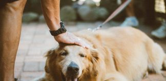 How to Groom A Labrador? Person Touching Golden Retriever