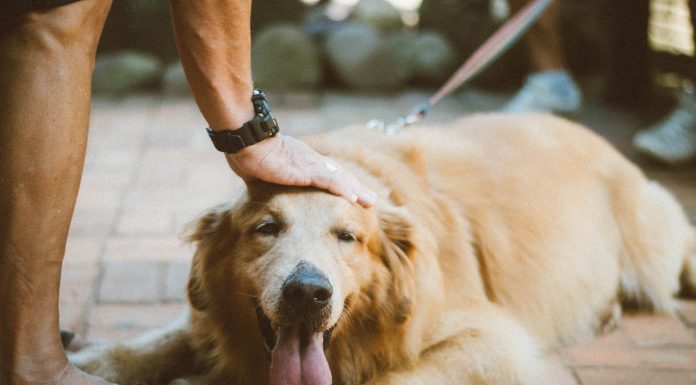 How to Groom A Labrador? Person Touching Golden Retriever