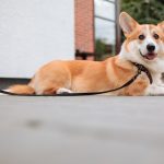 Corgi Dog Health Demystified: What Every Owner Should Know Free A Cute Corgi on a Leash