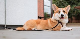 Corgi Dog Health Demystified: What Every Owner Should Know Free A Cute Corgi on a Leash