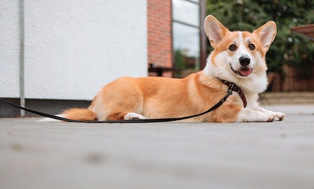 Corgi Dog Health Demystified: What Every Owner Should Know Free A Cute Corgi on a Leash