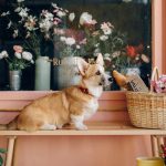 Breed Standard of Corgi Dogs Unveiled: Exploring the Secrets Free A Dog Sitting on the Wooden Bench
