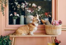 Breed Standard of Corgi Dogs Unveiled: Exploring the Secrets Free A Dog Sitting on the Wooden Bench