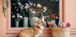 Breed Standard of Corgi Dogs Unveiled: Exploring the Secrets Free A Dog Sitting on the Wooden Bench