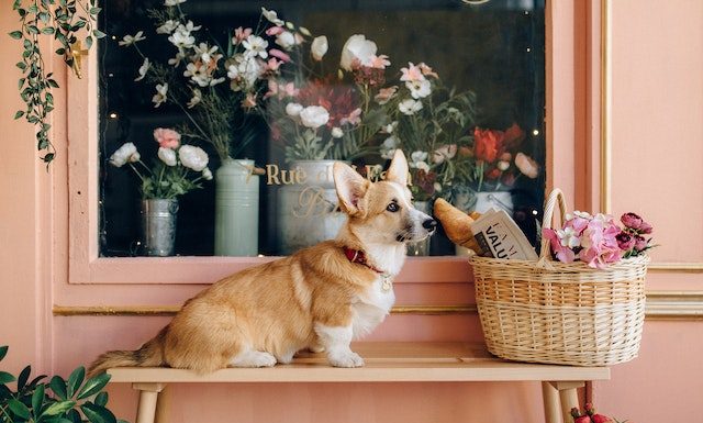 Breed Standard of Corgi Dogs Unveiled: Exploring the Secrets Free A Dog Sitting on the Wooden Bench