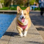 Corgi Dogs’ Favorite Foods: Discover What They Eat Free Adult Brown and White Pembroke Welsh Corgi Near the Body of Water