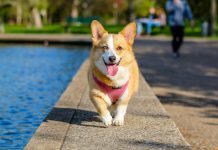 Corgi Dogs’ Favorite Foods: Discover What They Eat Free Adult Brown and White Pembroke Welsh Corgi Near the Body of Water