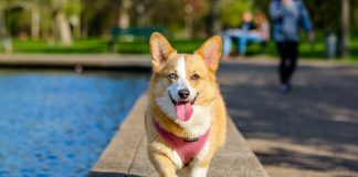 Corgi Dogs’ Favorite Foods: Discover What They Eat Free Adult Brown and White Pembroke Welsh Corgi Near the Body of Water