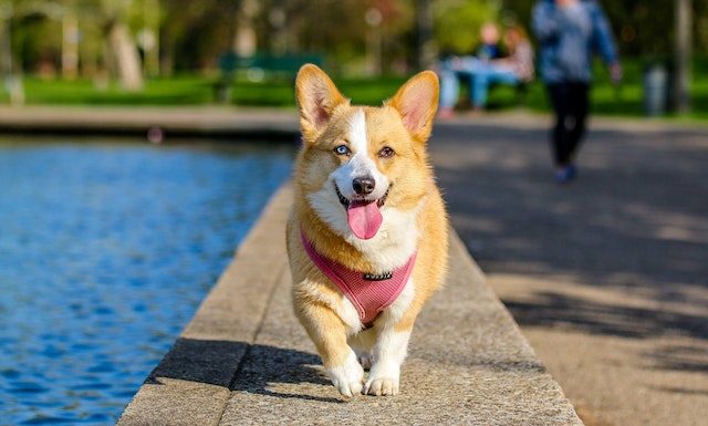 Corgi Dogs’ Favorite Foods: Discover What They Eat Free Adult Brown and White Pembroke Welsh Corgi Near the Body of Water