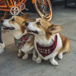 Corgi Dogs: A Historical Journey of Love and Loyalty Free Two Corgi Dogs Sitting On Sidewalk