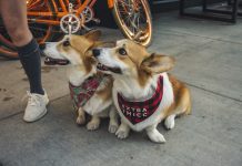 Corgi Dogs: A Historical Journey of Love and Loyalty Free Two Corgi Dogs Sitting On Sidewalk