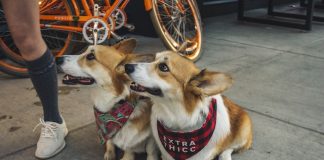Corgi Dogs: A Historical Journey of Love and Loyalty Free Two Corgi Dogs Sitting On Sidewalk