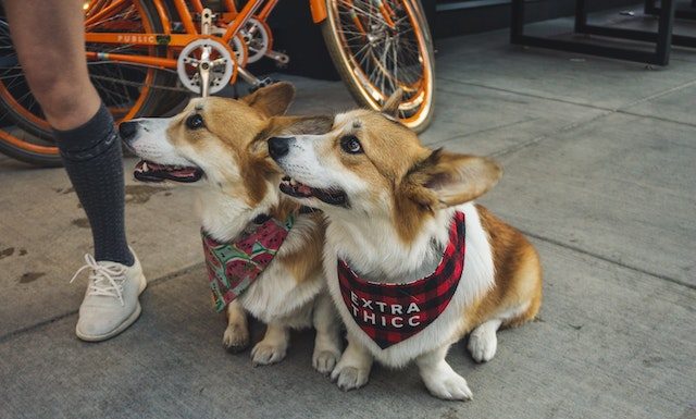 Corgi Dogs: A Historical Journey of Love and Loyalty Free Two Corgi Dogs Sitting On Sidewalk