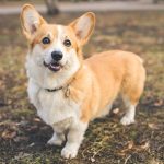 Why Corgi Dogs Are the Perfect Furry Companion for Families Pembroke Welsh Corgi standing outdoors in the fall.