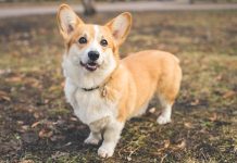 Why Corgi Dogs Are the Perfect Furry Companion for Families Pembroke Welsh Corgi standing outdoors in the fall.