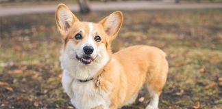Why Corgi Dogs Are the Perfect Furry Companion for Families Pembroke Welsh Corgi standing outdoors in the fall.