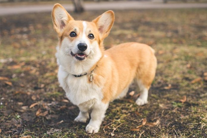 Pembroke Welsh Corgi standing outdoors in the fall.