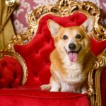Why Corgi is a Royal Dog? Explore About Regal Paws Royal Corgi Dogs