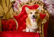 Why Corgi is a Royal Dog? Explore About Regal Paws Royal Corgi Dogs