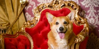 Why Corgi is a Royal Dog? Explore About Regal Paws Royal Corgi Dogs
