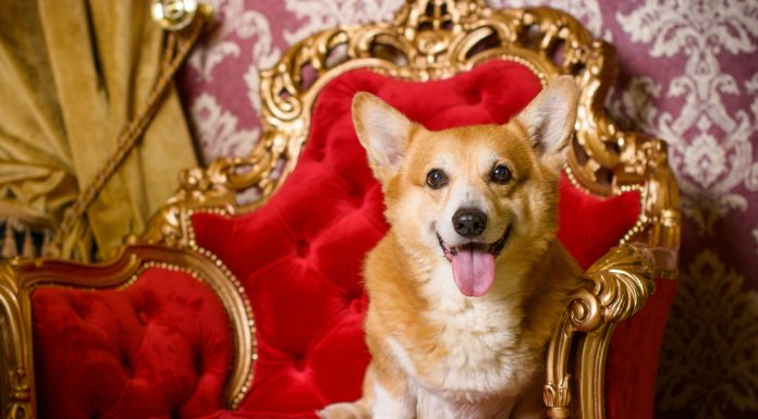 Why Corgi is a Royal Dog? Explore About Regal Paws Royal Corgi Dogs