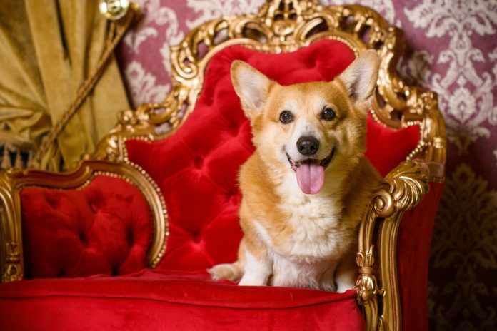 Royal Corgi Dogs