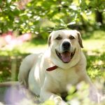 Labrador 101: Unlocking the Secrets of a Good Breed White Dog Retriever Lying on Grass Field