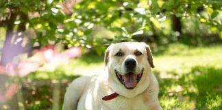 Labrador 101: Unlocking the Secrets of a Good Breed White Dog Retriever Lying on Grass Field