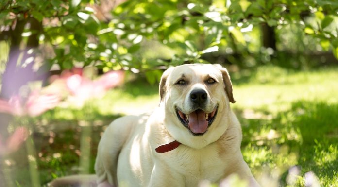Labrador 101: Unlocking the Secrets of a Good Breed White Dog Retriever Lying on Grass Field