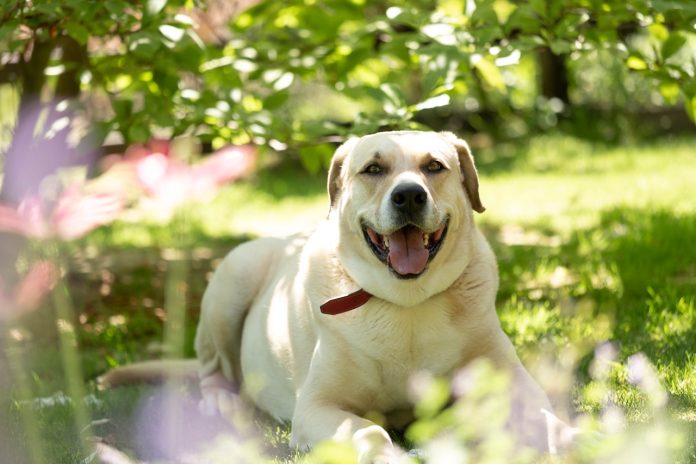 White Dog Retriever Lying on Grass Field