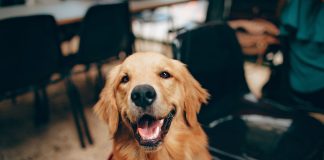 How Long Do Labradors Live? Discover Their Average Lifespan Short-coated Tan Dog