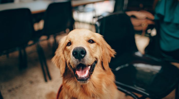 How Long Do Labradors Live? Discover Their Average Lifespan Short-coated Tan Dog