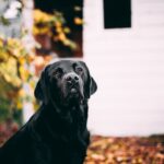 Black Lab Puppies: Everything You Need to Know! Free Short-coated Dog Near White House