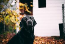 Black Lab Puppies: Everything You Need to Know! Free Short-coated Dog Near White House