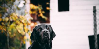 Black Lab Puppies: Everything You Need to Know! Free Short-coated Dog Near White House