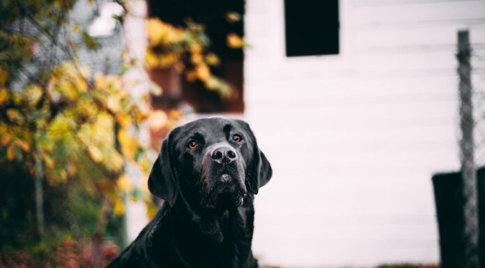 Black Lab Puppies: Everything You Need to Know! Free Short-coated Dog Near White House