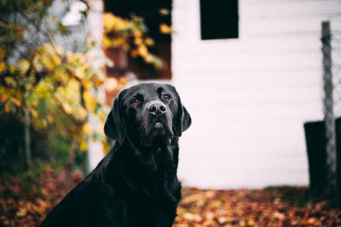 Free Short-coated Dog Near White House