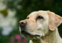The Importance of Exercise for Labradors: How Much is Enough?