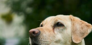The Importance of Exercise for Labradors: How Much is Enough?