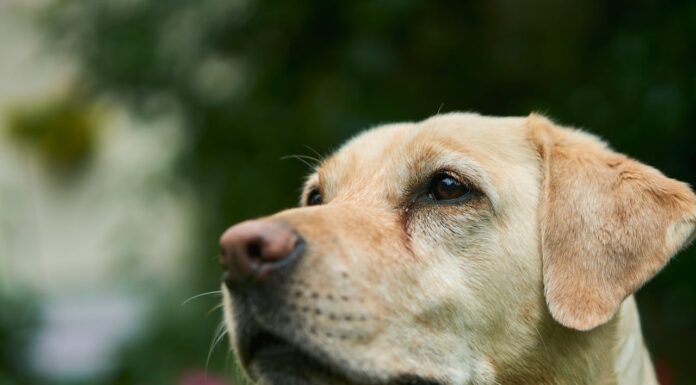 The Importance of Exercise for Labradors: How Much is Enough?