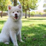 10 Simple Ways to Keep Your Dog Happy and Healthy Free A cute white fluffy dog sitting on green grass in a sunny park, smiling. Stock Photo