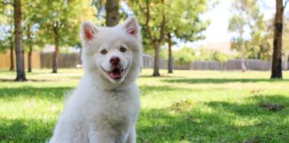 10 Simple Ways to Keep Your Dog Happy and Healthy Free A cute white fluffy dog sitting on green grass in a sunny park, smiling. Stock Photo