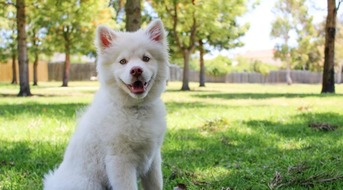 10 Simple Ways to Keep Your Dog Happy and Healthy Free A cute white fluffy dog sitting on green grass in a sunny park, smiling. Stock Photo
