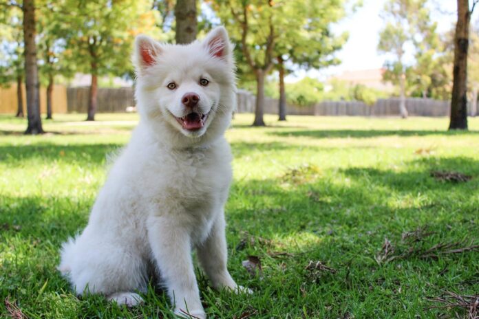 Free A cute white fluffy dog sitting on green grass in a sunny park, smiling. Stock Photo